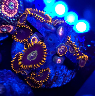 Rainbow Hornet Zoas