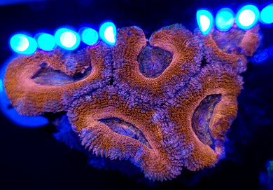 Pink Rim Acan Chunk