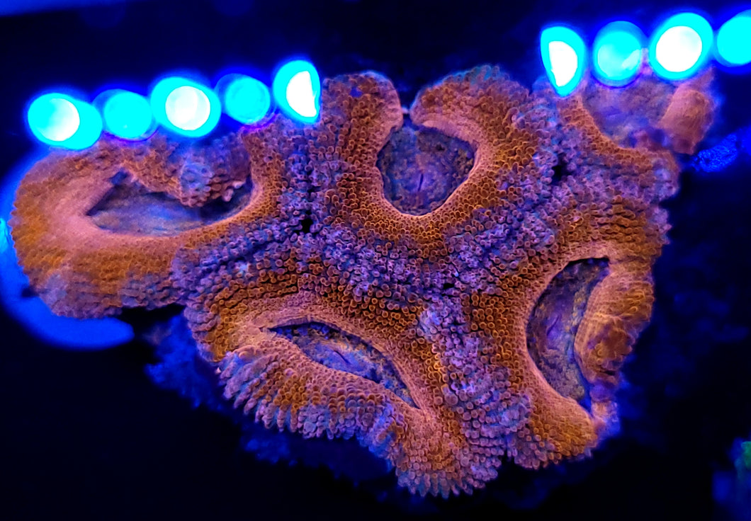 Pink Rim Acan Chunk