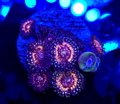 Pink Zipper Zoas