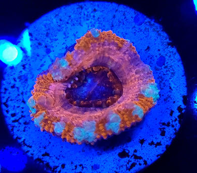 Pink Ring Acan