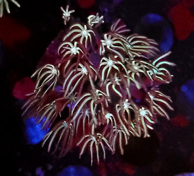 Pipe Organ Coral