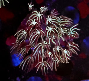 Pipe Organ Coral