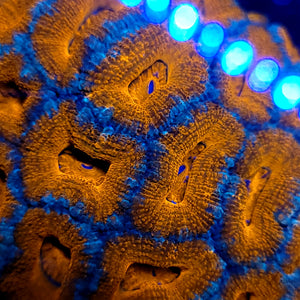 Blue Rim Ultra Orange Acan frag