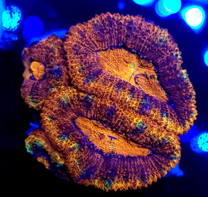 Ultra Rainbow Acans