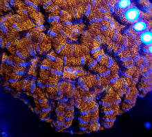 Ultra Acan 7 Pack (Ships free)