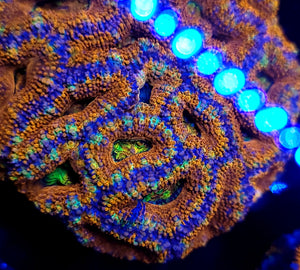 Ultra Acan 7 Pack (Ships free)