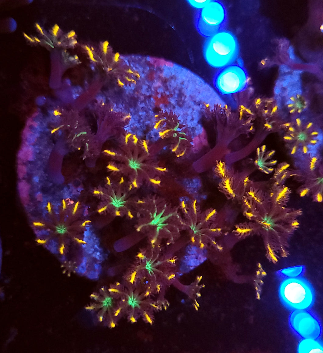 Firework Clove Polyps