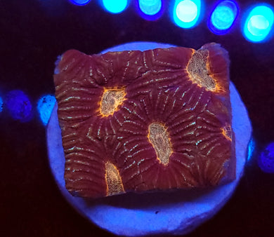 Pink Zebra Stripe Platygyre