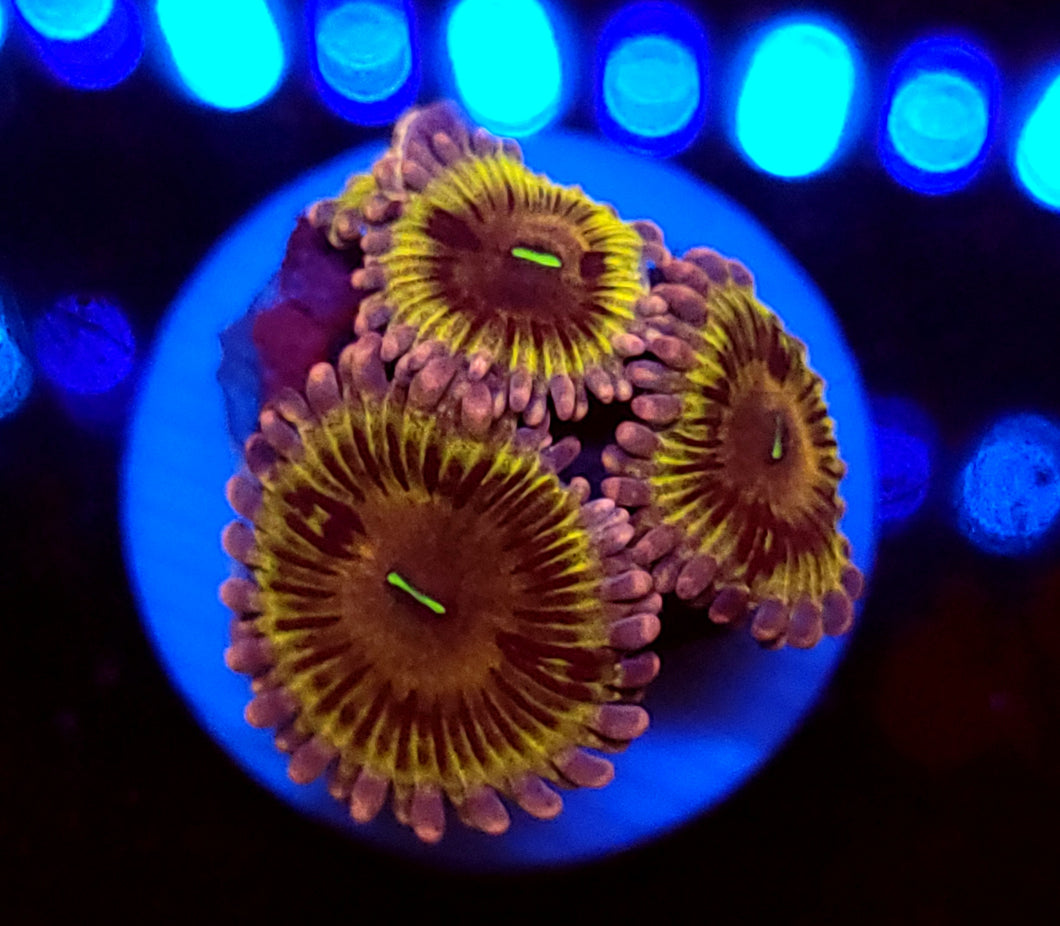 Stratocaster Zoas