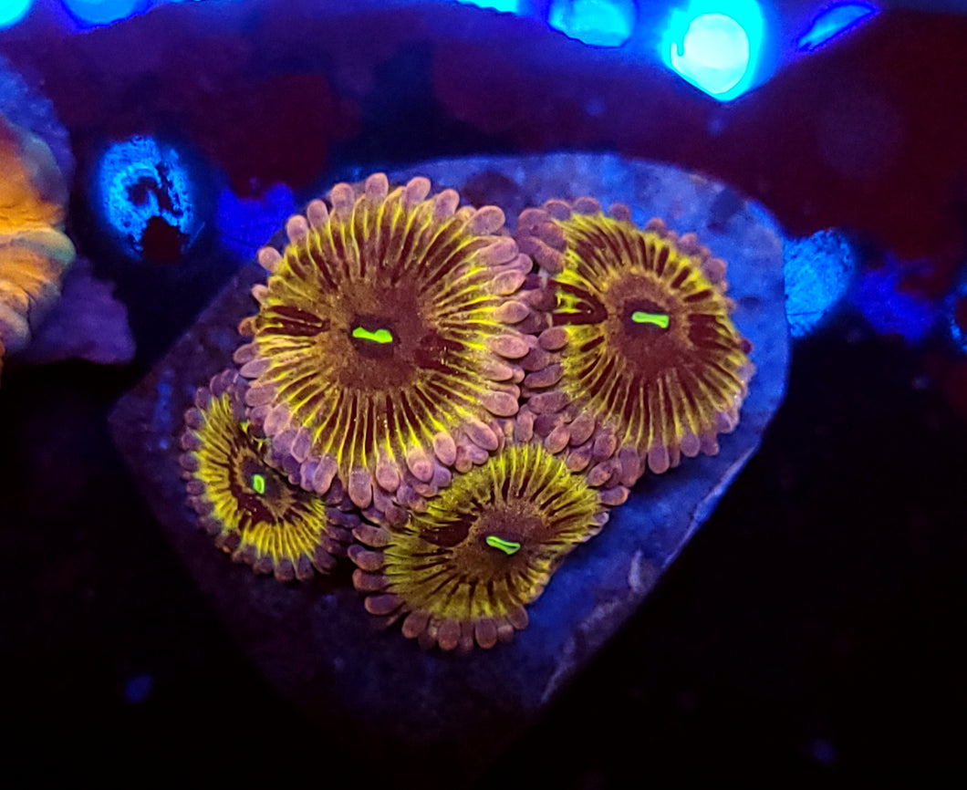 Stratocaster Zoas