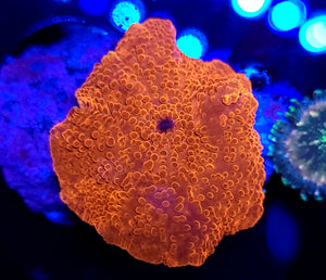 Ultra Red Discoma Mushroom