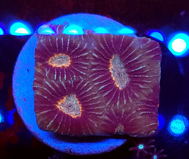 Pink Zebra Stripe Platygyre