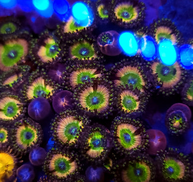 Rainbow Infusion Zoa frag