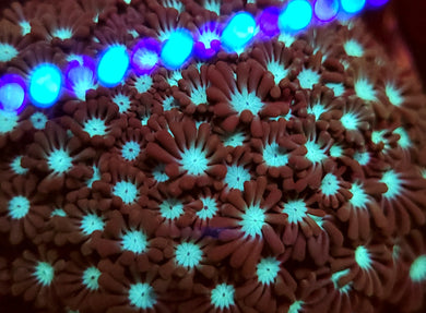 Frostbite Alveopora frag