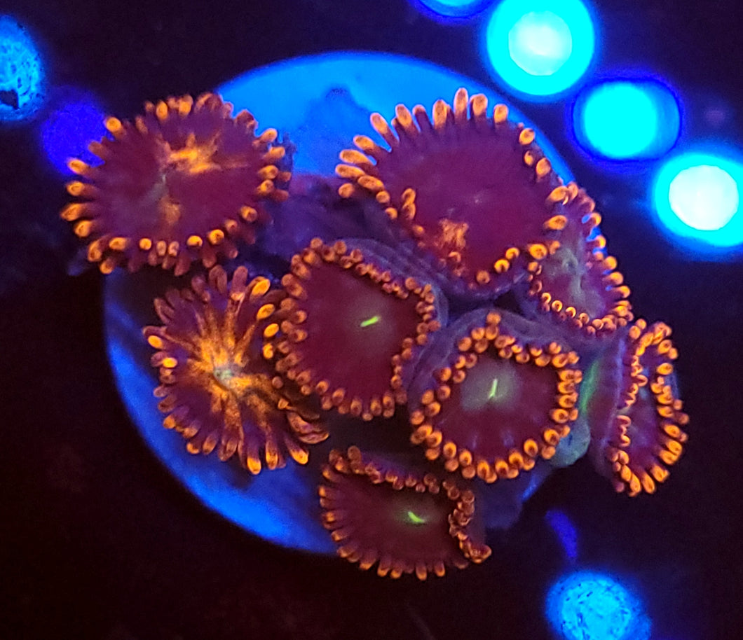 Fire & Ice Zoa Morphs