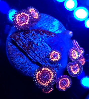 Pink Zipper Zoas