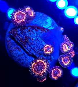 Pink Zipper Zoas