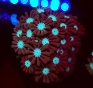 Frostbite Alveopora