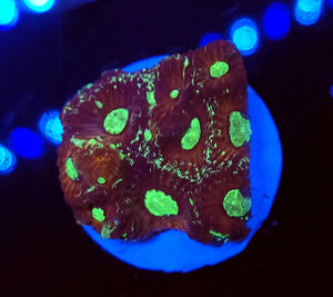 Splatter War Coral Favites