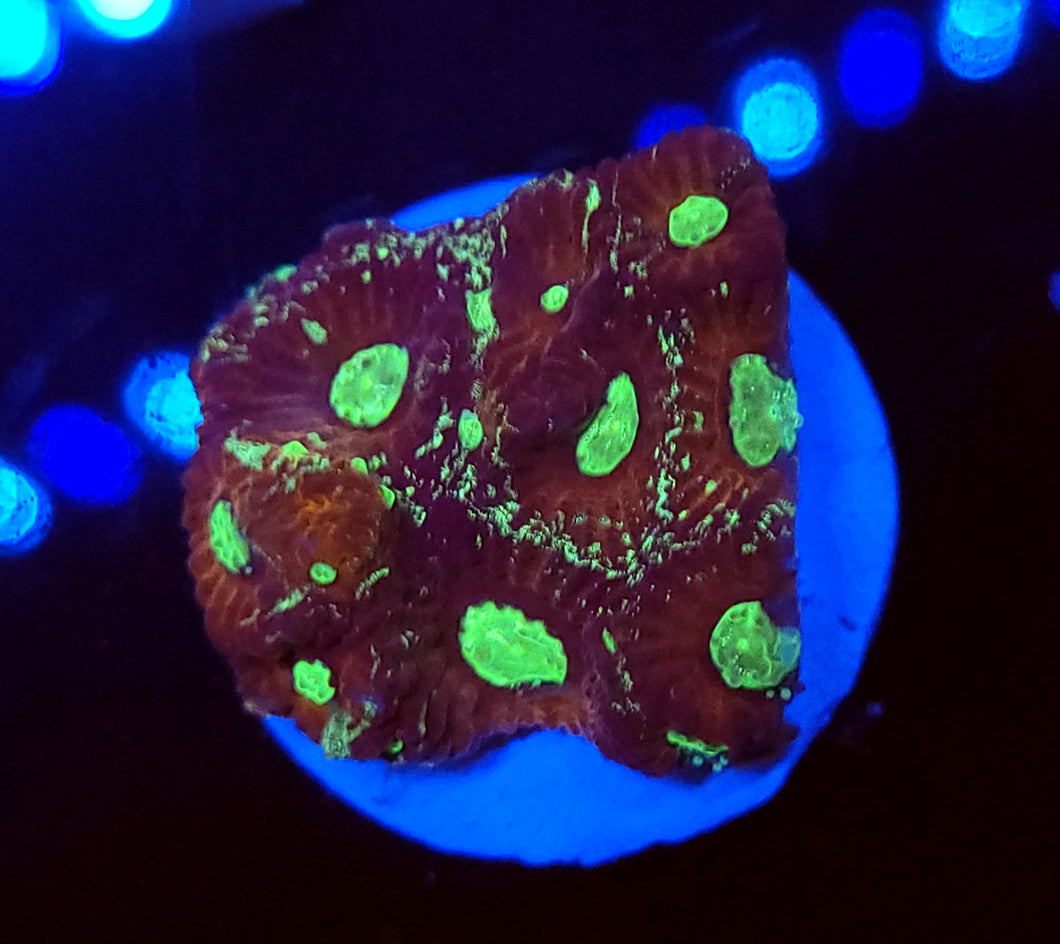 Splatter War Coral Favites