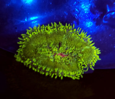 Pink Center Toxic Green Maxi Mini Anemone
