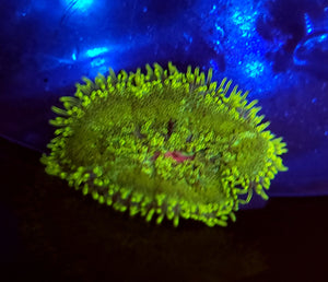 Pink Center Toxic Green Maxi Mini Anemone