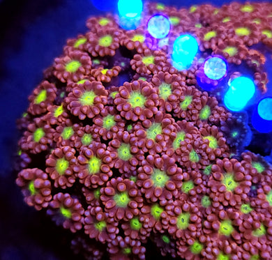 Pink Lemomade Goni frag