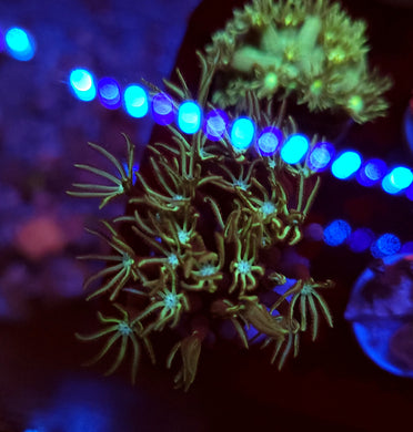 Pipe Organ Coral