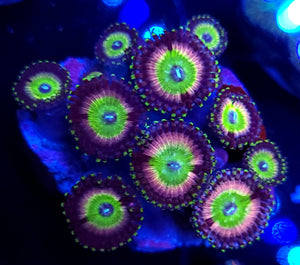 Rainbow Infusion Zoa Mini-Colony
