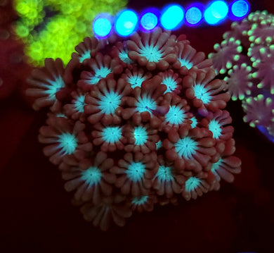 Frostbite Alveopora