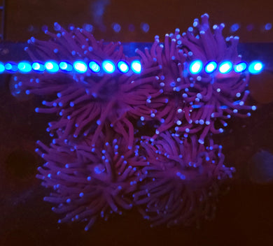 Pink & Purple Torch 1
