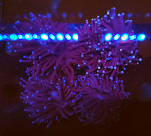 Pink & Purple Torch 1