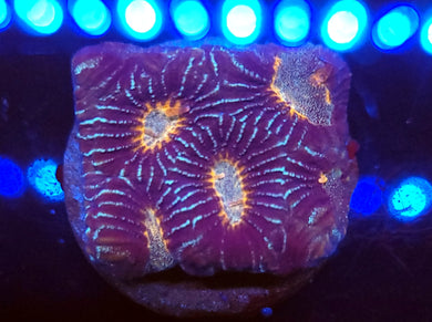 Pink Zebra Stripe Favites