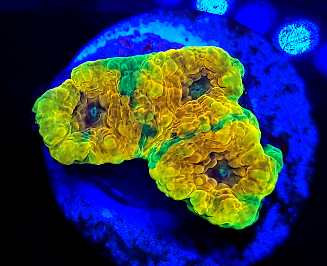 Orange Crush Acan Echinata