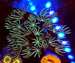 Pipe Organ Coral