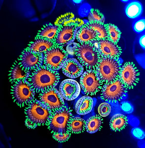 Whammin Watermelon Zoa Chunk