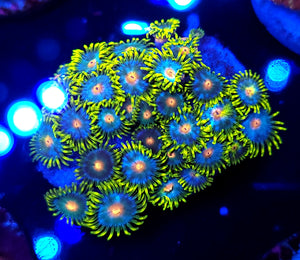 Ultra Blowpop Zoa Rock