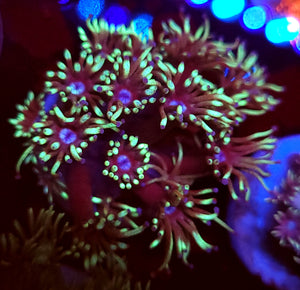 Peacock Goni