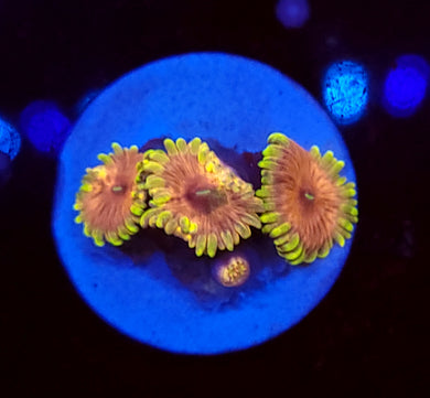 Pink Chaquita Zoa Morphs