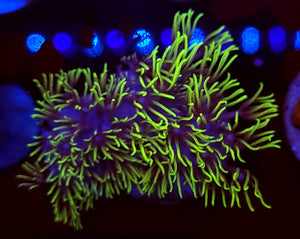 Branching Green Star Polyps