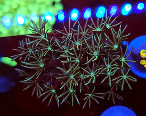 Pipe Organ Coral