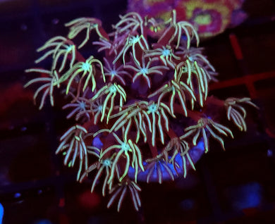 Pipe Organ Coral