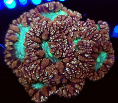 Pink & Teal Blasto Colony