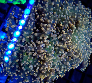 Pink Tip Green Frogspawn frag 1h