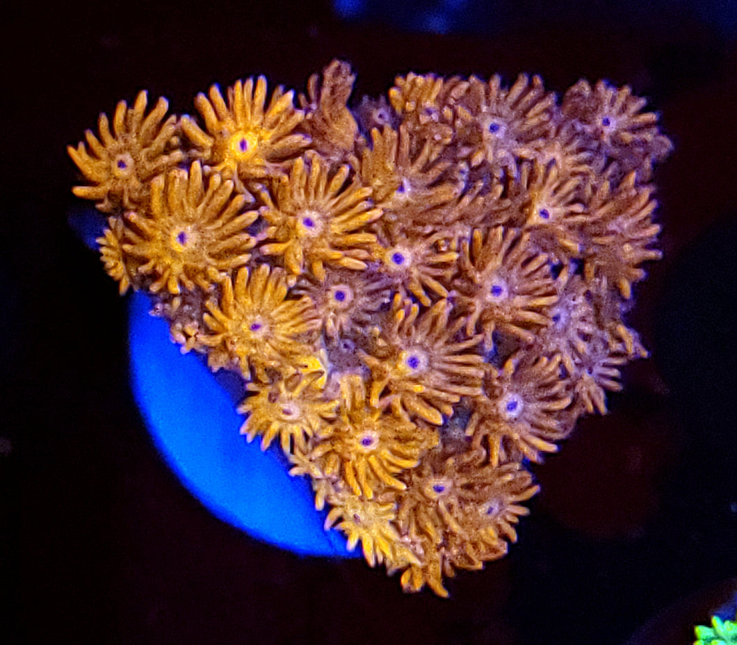 Pink Flamingo Goni Chunk