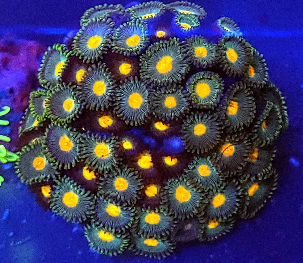 Gorilla Nipple Zoa Combo Colony