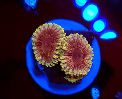 Pink Passion Zoas