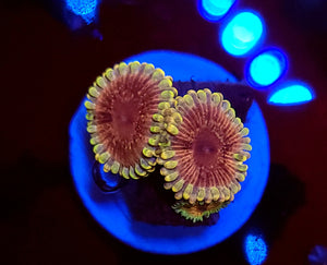 Pink Passion Zoas