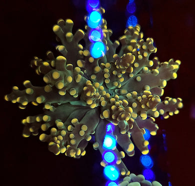 Orange Tip Octo